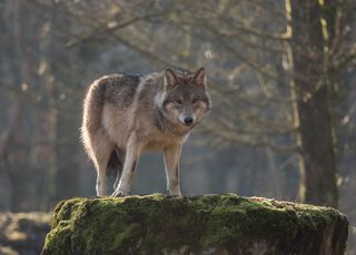 Chasse au loup : pourquoi la France fait-elle volte-face et accorde le droit d'abattre l'animal sans autorisation ? 