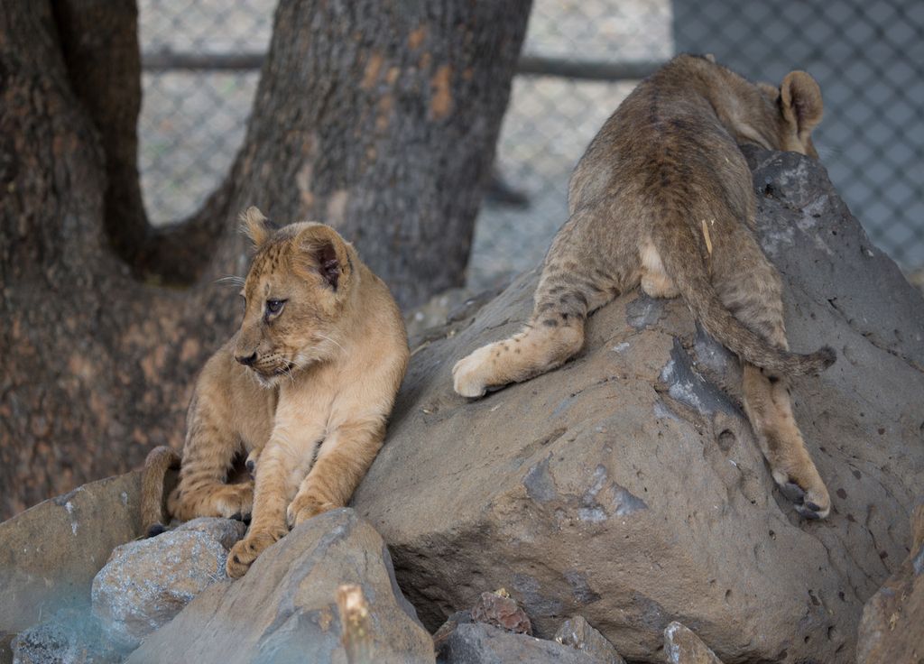 Des animaux en bonne santé, jugés encombrants ou non viables, abattus dans les zoos européens.