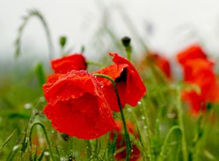 Che tempo farà a maggio?