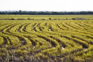 Cheias que matam o arroz: estudo revela perdas globais preocupantes; veja os dados