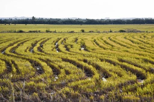 Cheias que matam o arroz: estudo revela perdas globais preocupantes; veja os dados