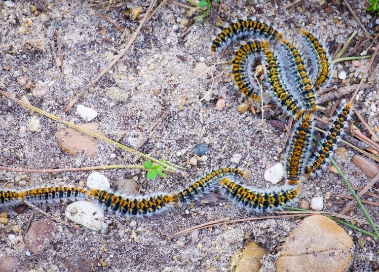 Chenilles processionnaires : pourquoi sont-elles si dangereuses ? La France est-elle envahie ?