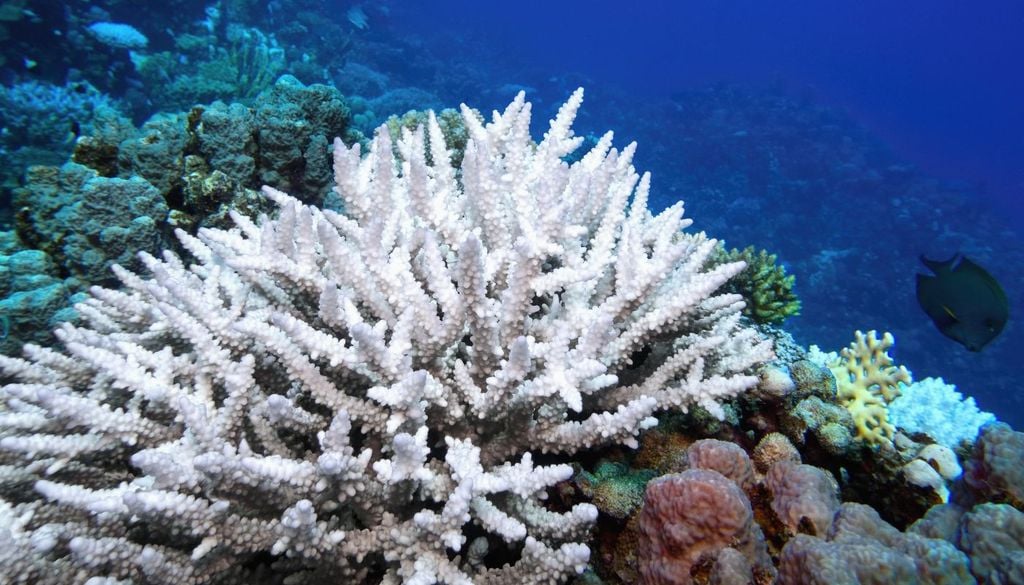 sbiancamento coralli Un corallo che ha perso il suo colore a causa dell'inquinamento o dei cambiamenti climatici