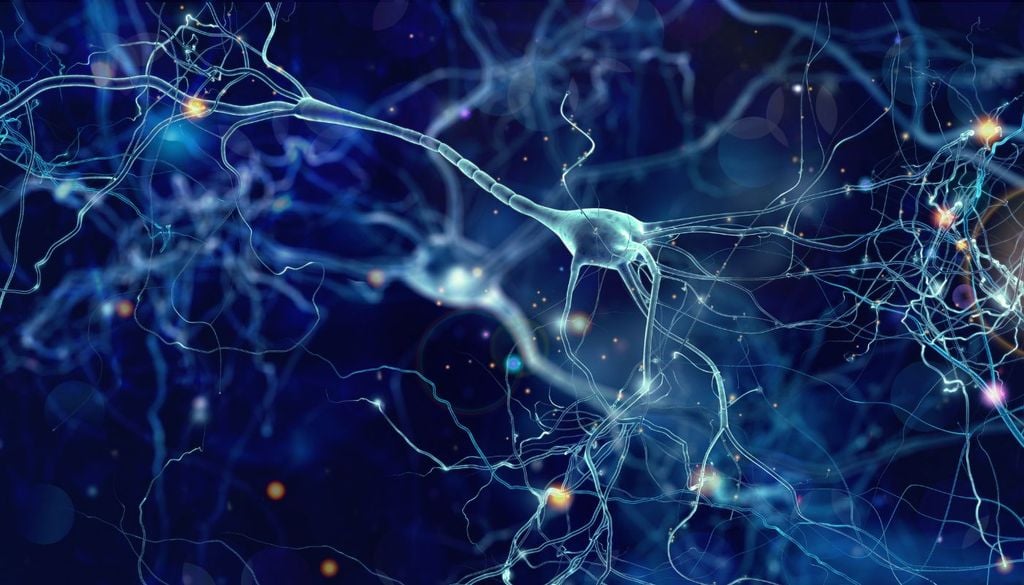 Plasticità e resistenza dei neuroni sono tra i segni distintivi dei super agers