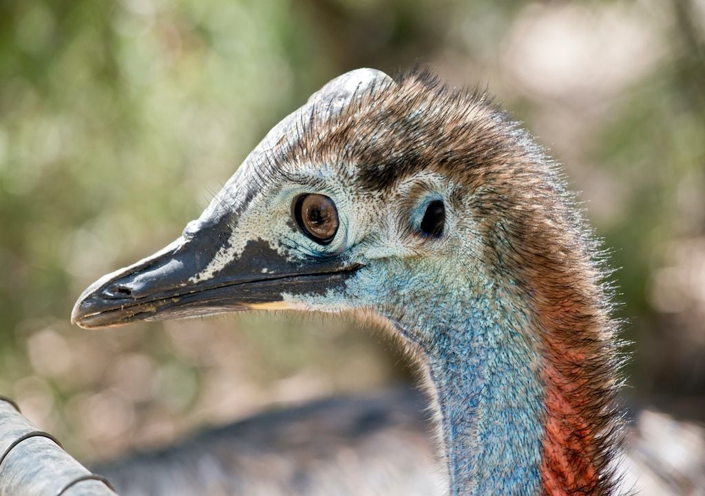 A juvenile cassowary bird looks quite dinosaur-like.