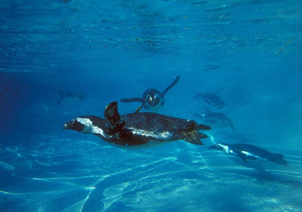 Este cambio en su estado de conservación refuerza la necesidad de activar instrumentos de protección más fuertes, como la figura de Monumento Natural, que prohibiría su caza, captura y destrucción de hábitat.