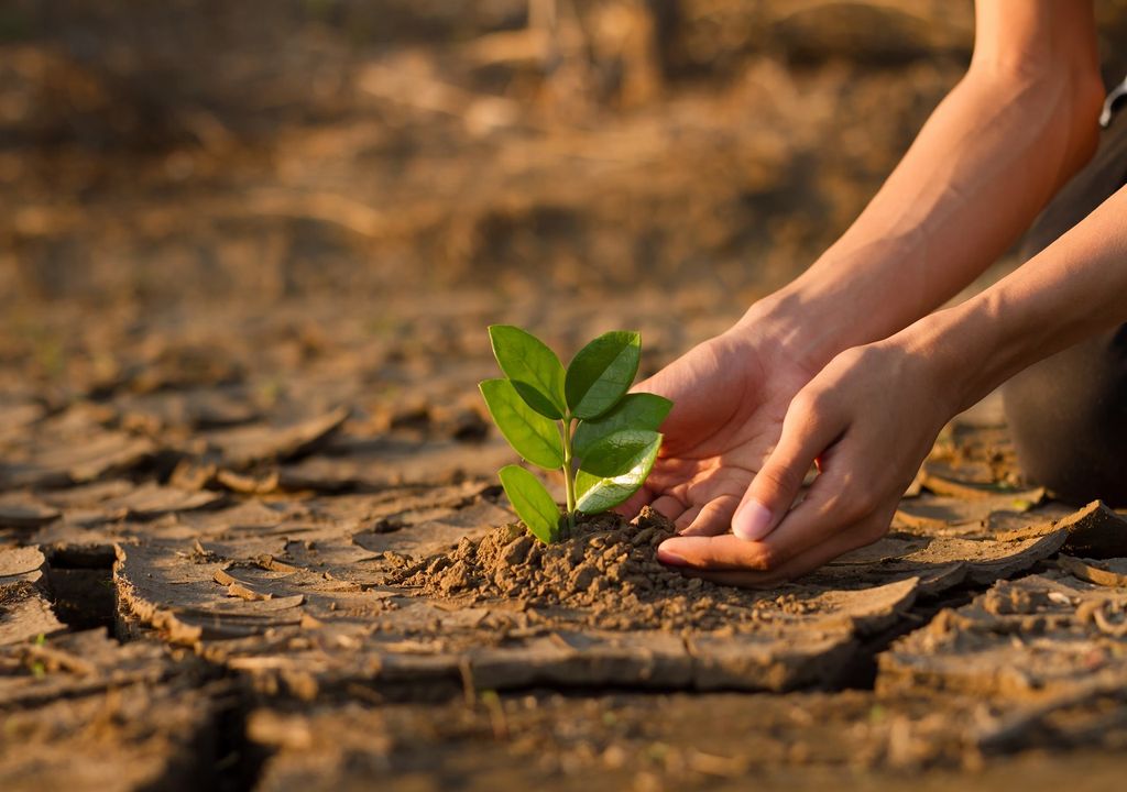 Tierra seca, planta, manos