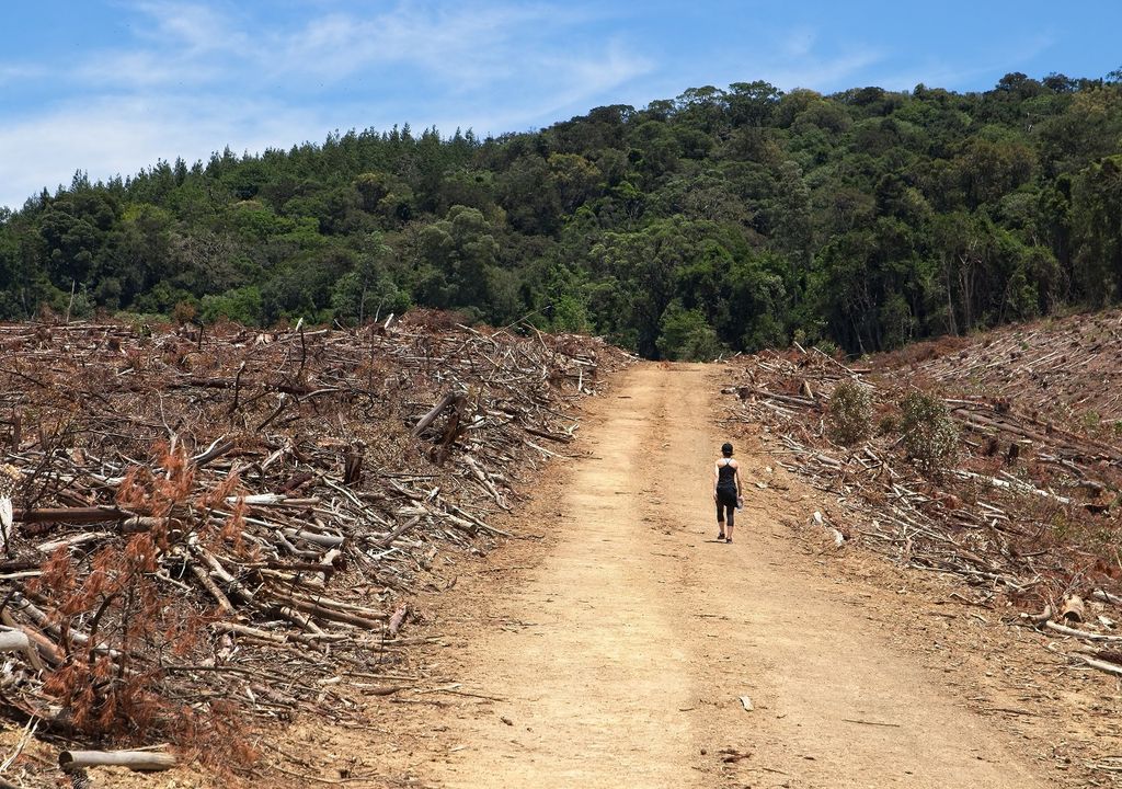 mujer caminando hacia un bosque verde en medio de árboles cortados