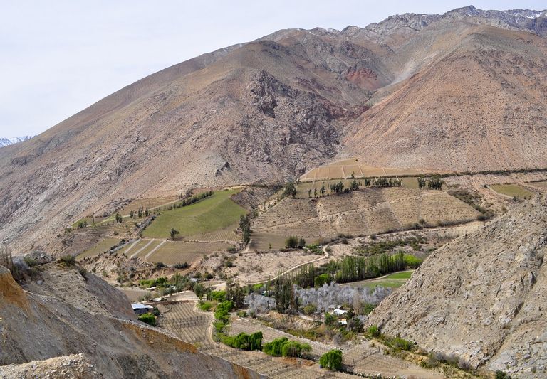 Cultivos en el Valle del Elqui Cultivos en el Valle del Elqui