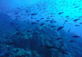 Chile firme en su compromiso con el medioambiente tras firmar acuerdo para la conservación de la biodiversidad marina