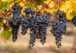 Chile lidera un proyecto global para salvar viñedos ancestrales y enfrentar el cambio climático