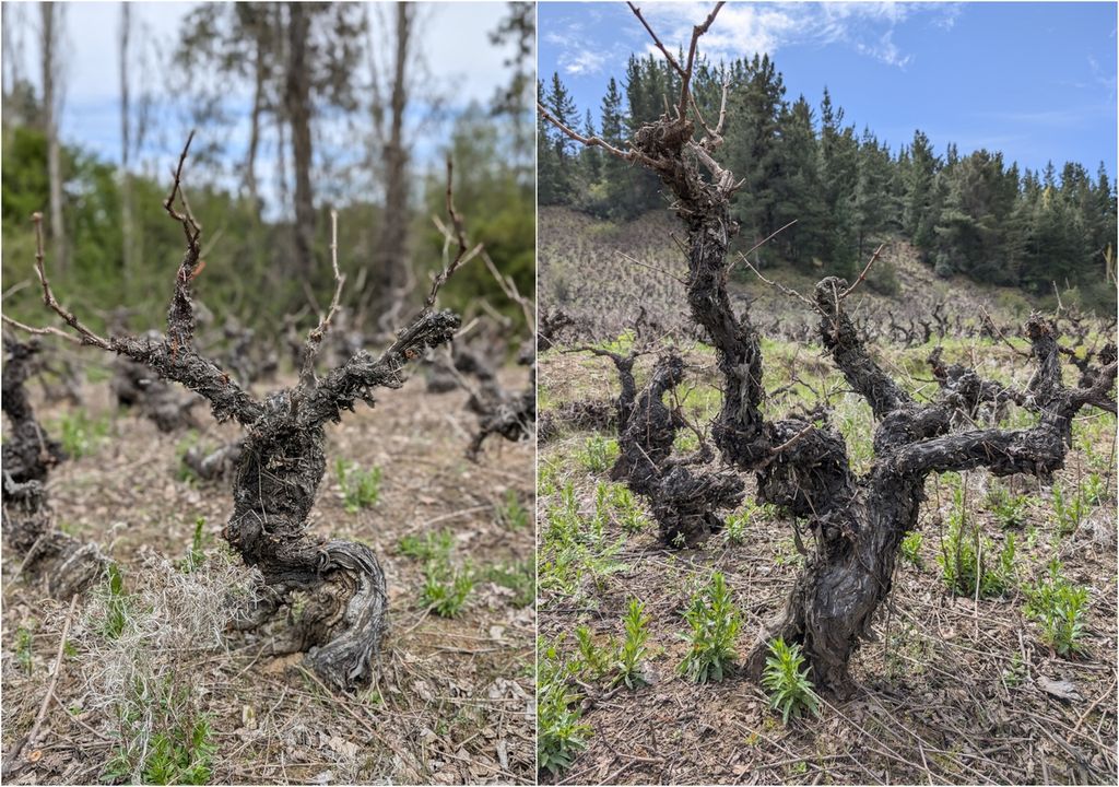 Viñedo San rosendo Viñedo San rosendo