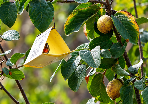 Chile mantiene a raya la mosca de la fruta mientras las lluvias cambian el escenario meteorol&oacute;gico