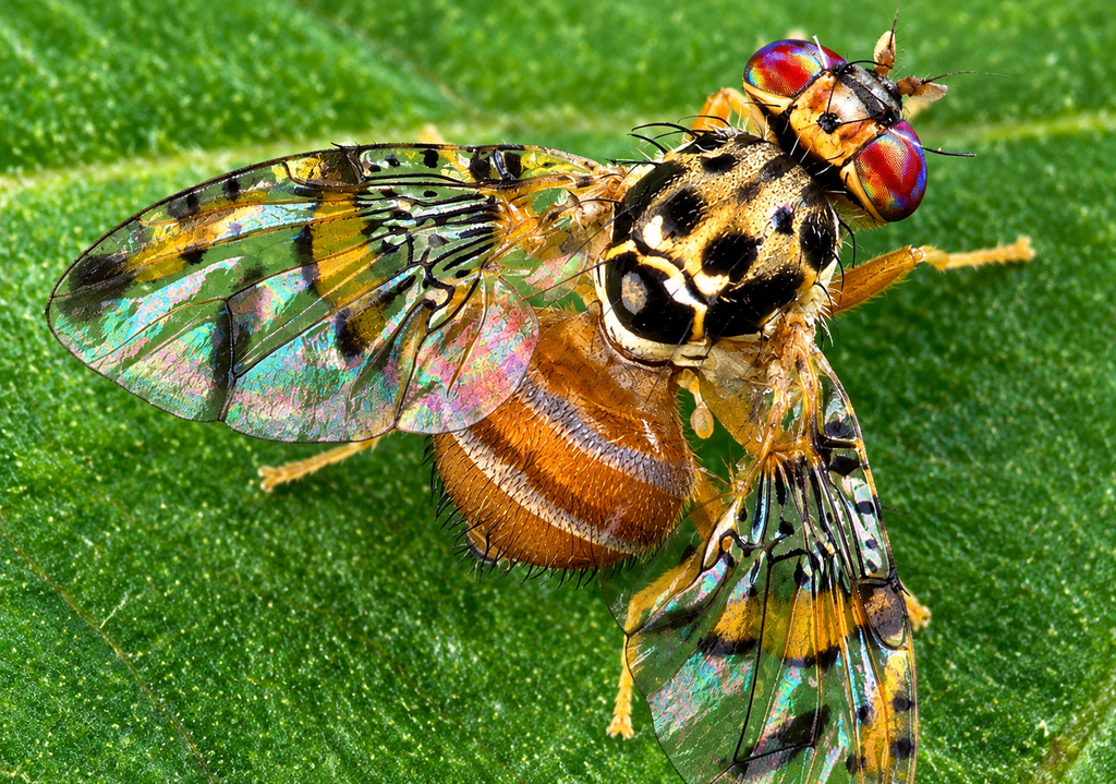 Adulto Mosca de la fruta