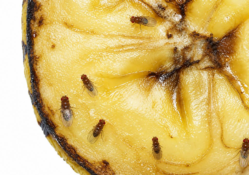 Corte de fruto con avistamiento de mosca de la fruta