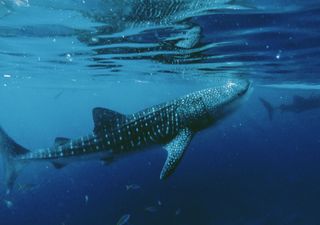 Chile presenta su primera guía de tiburones, rayas y quimeras: ciencia, arte y conservación en un solo libro