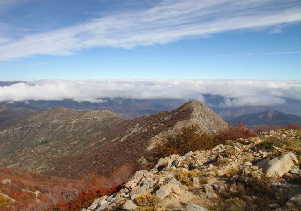 Robledal en Santuario de la Naturaleza Cerro El Roble Robledal en Santuario de la Naturaleza Cerro El Roble