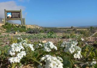 Chile se viste de verde: Ley protectora de biodiversidad, ¡oficialmente en marcha!