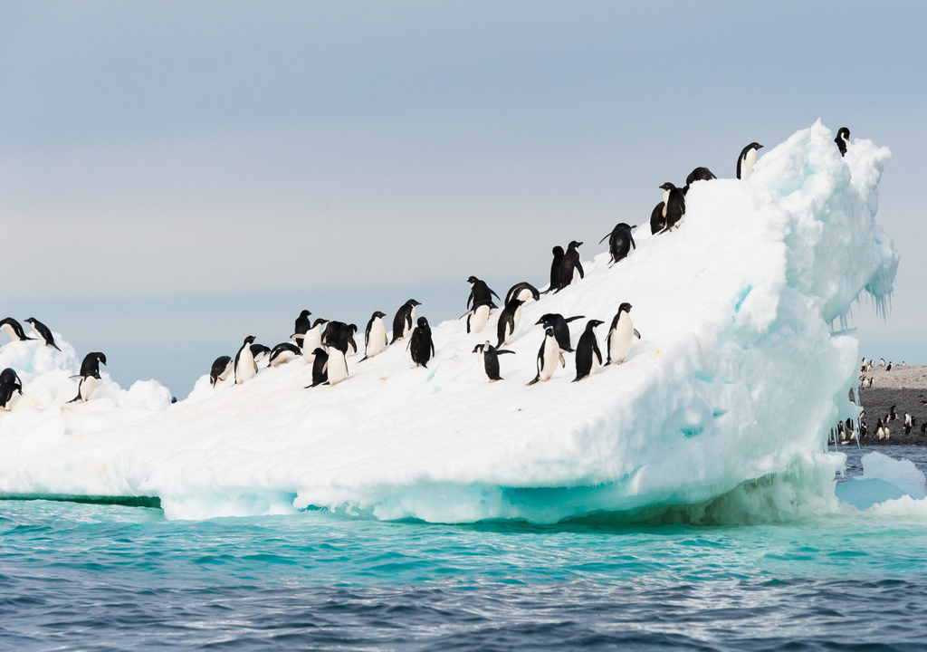 Especies intolerantes al cambio se repliegan hacia el interior de la Antártica, mientras otras compiten con especies invasoras.