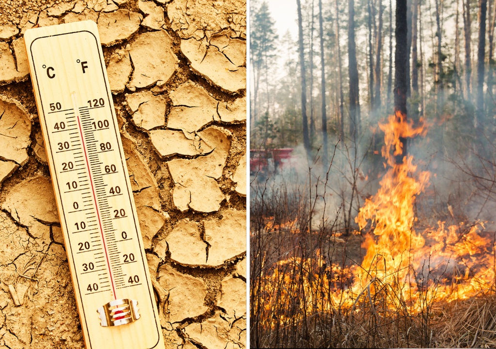 Olas de calor extremo y condiciones de sequedad elevan el riesgo de incendios forestales en Chile, un escenario que se intensifica con el avance del cambio climático y pone a prueba la capacidad de prevención y respuesta del país.
