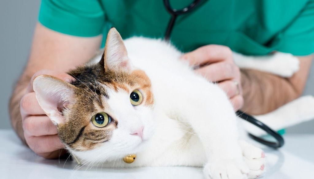 Gato en consulta El complejo contará con laboratorio clínico e imagenología para radiografías y ecografías. La atención estará pensada para patologías de mediana y alta complejidad.