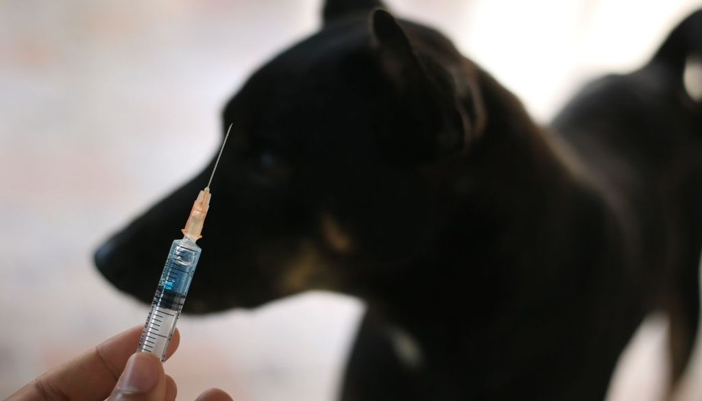 Rabia canina Chile es el primer país de América del Sur validado por la OMS por eliminar la rabia humana transmitida por perros, sumándose a México y Bután, los otros países que han recibido esta validación.