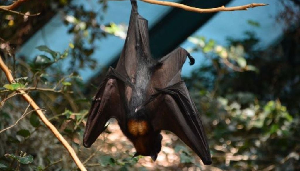 Murciélago Este logro no significa que la rabia haya desaparecido de Chile. Los murciélagos siguen transmitiendo el virus y también puede llegar desde países vecinos. Créditos de la imagen: IEB Chile.