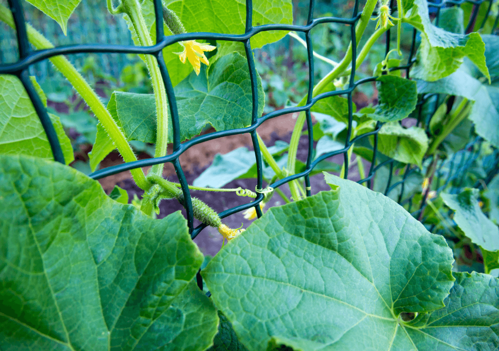 plástico agricultura plástico agricultura