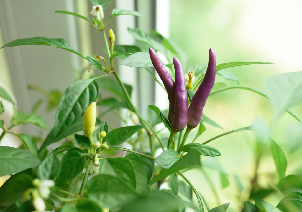 Violette Chilis, Fensterbank, Highlight, Zuhause Violette Chilis, Fensterbank, Highlight, Zuhause