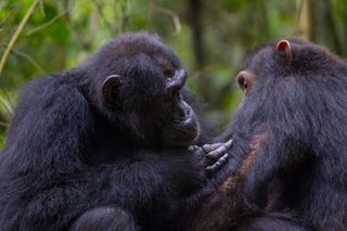 Los científicos sorprendentemente descubren que los chimpancés usan hojas medicinales para realizar primeros auxilios
