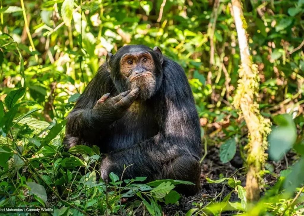 Estudo analisa chimpanzés de Ngogo. Crédito: Arvind Mohandas
