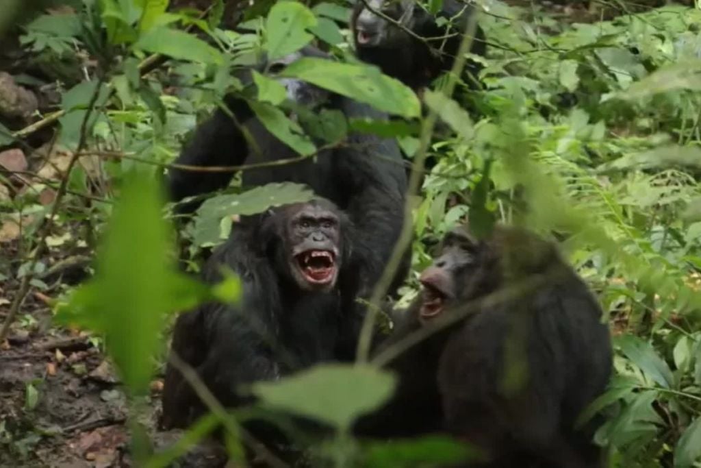Grupo de chimpanzés se divide e entra em guerra mortal em Uganda. Crédito: Reprodução/ ScienceAlert External Sources