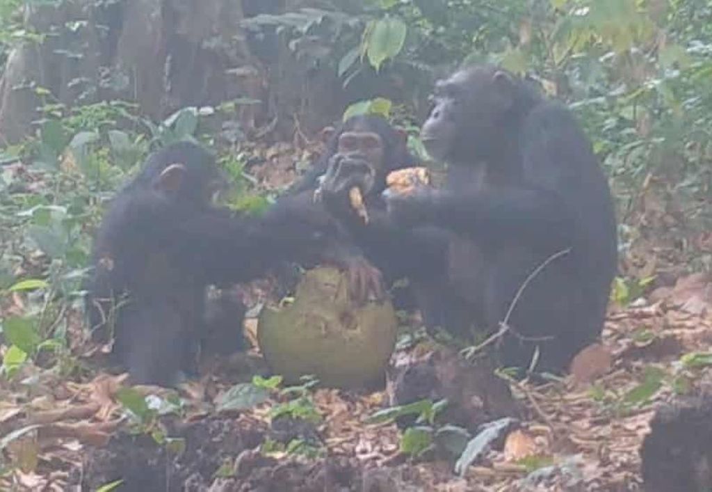 Imagens de macacos consumindo fruta-pão fermentada levam os pesquisadores a perguntar se elas podem esclarecer as origens da alimentação humana Imagens de macacos consumindo fruta-pão fermentada levam os pesquisadores a perguntar se elas podem esclarecer as origens da alimentação humana