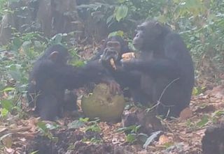 Scène rare en Afrique : des chimpanzés surpris en train de partager de l’alcool en pleine nature. Regardez les images