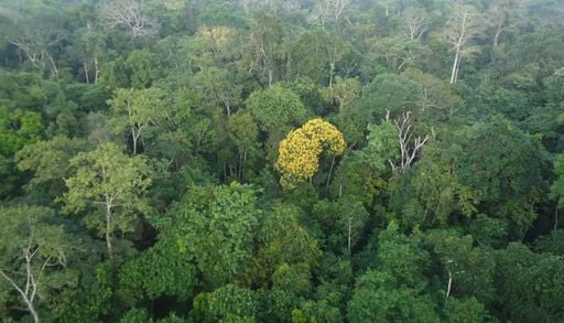 China muda h&aacute;bitos de consumo e pressiona pecu&aacute;ria brasileira por carne sem desmatamento na Amaz&ocirc;nia
