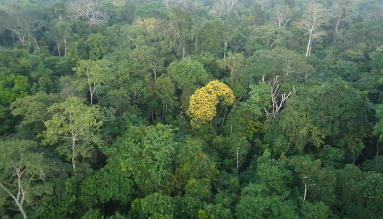China muda h&aacute;bitos de consumo e pressiona pecu&aacute;ria brasileira por carne sem desmatamento na Amaz&ocirc;nia