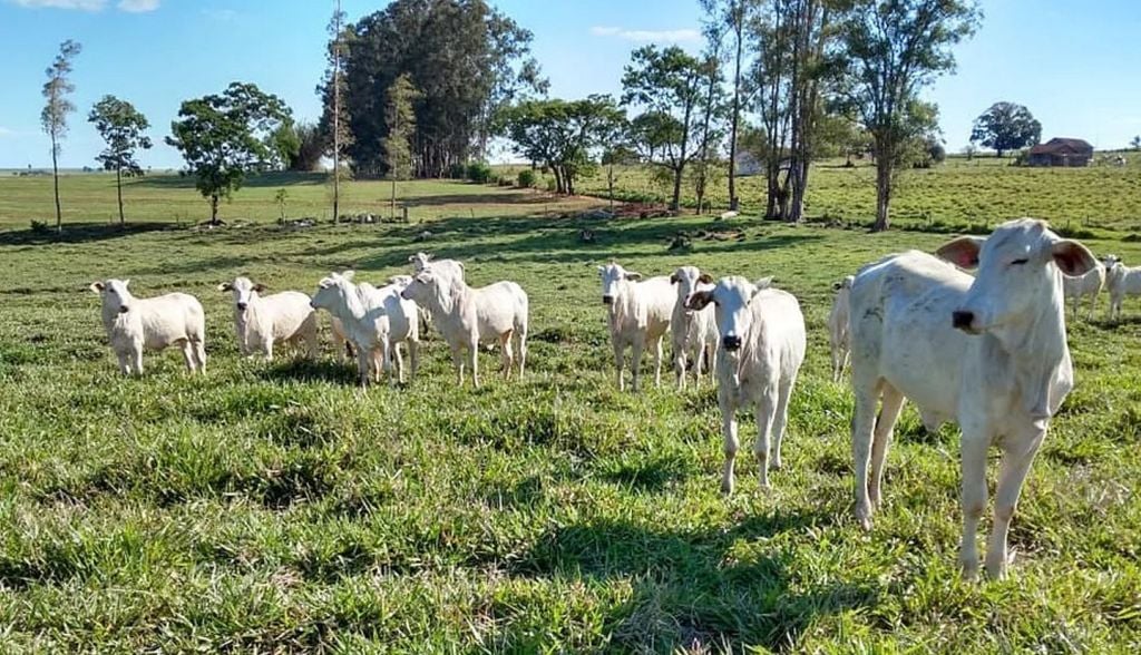 Compromisso chinês de pagar mais por carne bovina sustentável do Brasil pode sinalizar uma mudança relevante na relação entre comércio, consumo e desmatamento. Crédito: Divulgação/IRD