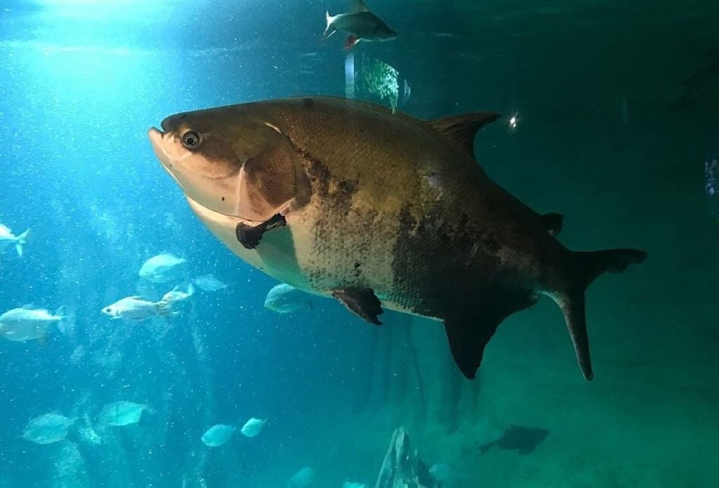 o peixe tem ganhado destaque não apenas no mercado nacional, mas também no exterior.