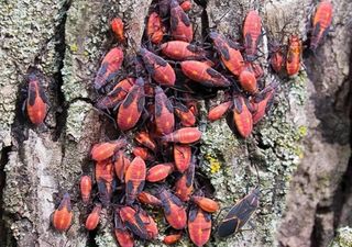 Chinche del arce invade hogares en otoño: ¿Es el cambio climático el culpable?