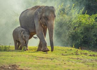 A estranha trajetória dos elefantes que escaparam de reserva na China