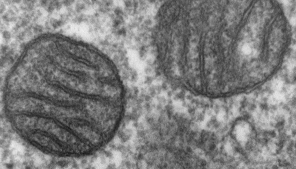 Elektronenmikroskopische Aufnahme zweier Mitochondrien. Die genauen Vorgänge im Innern dieser Zellorganellen werden derzeit noch erforscht. Bild: Public Domain