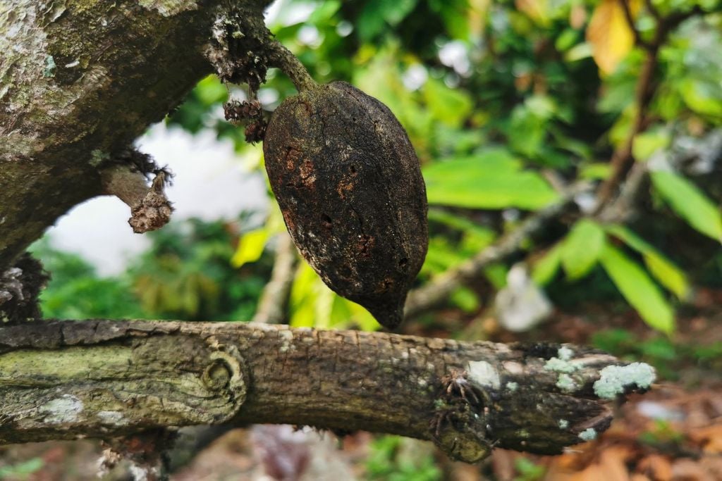 Doenças fúngicas no cacau podem reduzir a produtividade e agravar a pressão sobre a oferta global.