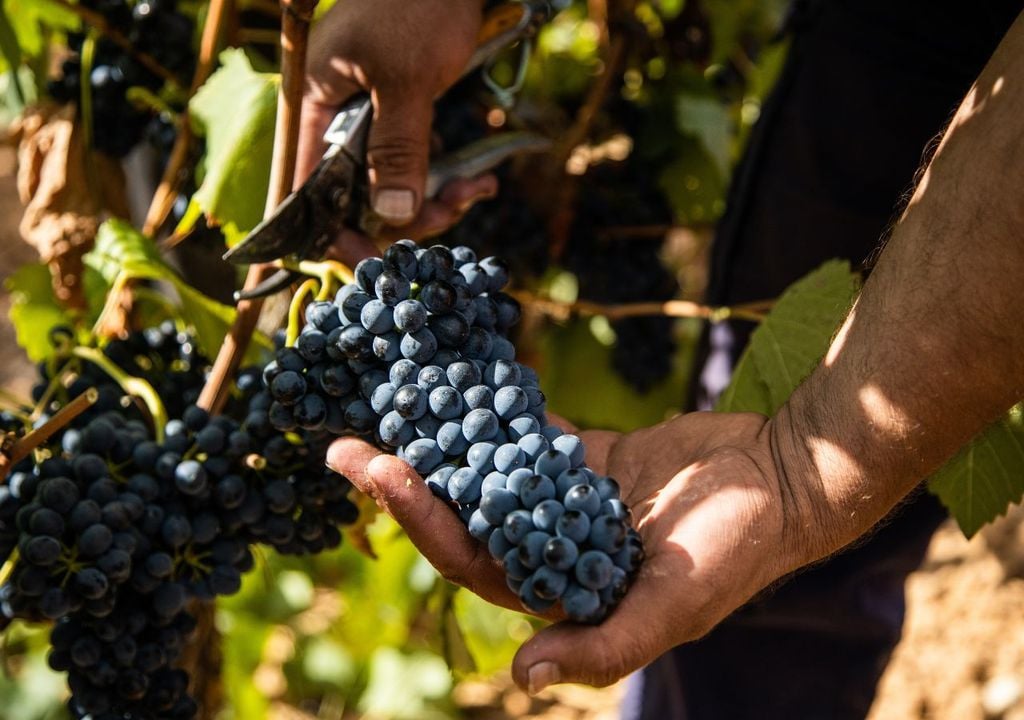 Tanto las semillas como la cascara de uva (subproductos de la industría del vino) contienen polifenoles, compuestos naturales conocidos por sus propiedades antioxidantes y antimicrobianas.