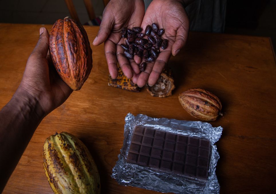 O cacau, o ingrediente essencial do chocolate, está a ser ameaçado por uma doença que se propaga rapidamente na África Ocidental.