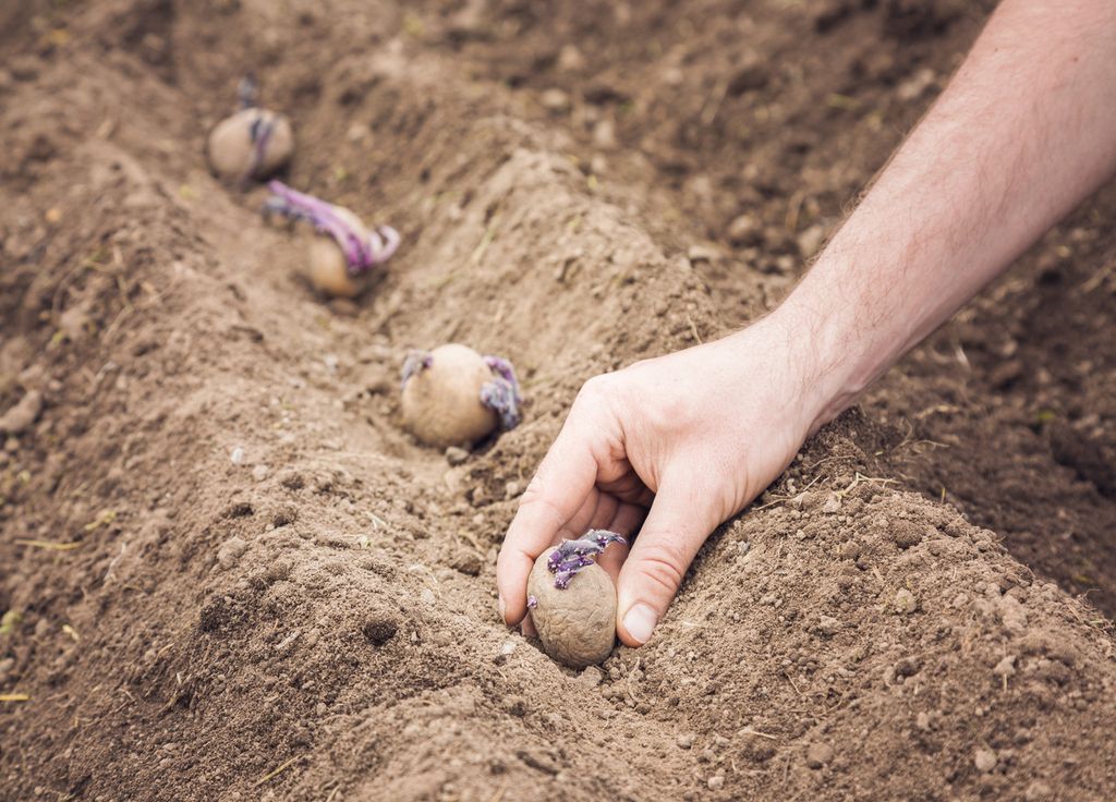 Les premiers plants de pommes de terre pourront être très prochainement mis en pleine terre.