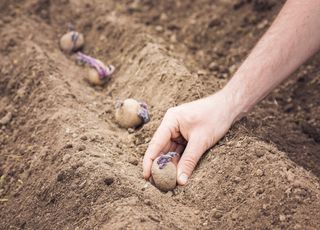 Choux, poireaux, patates, tomates, c'est le moment ! Tous au jardin !