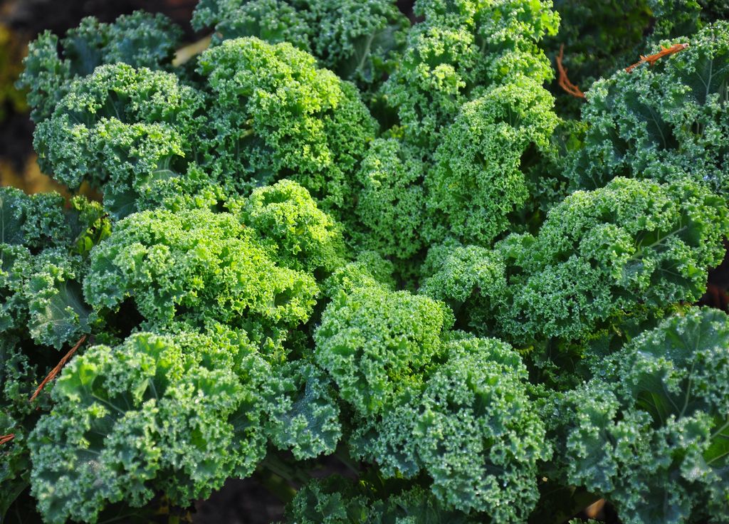 Le chou kale, une variété qui revient sur nos étales et dans nos jardins ! Le chou kale, une variété qui revient sur nos étales et dans nos jardins !