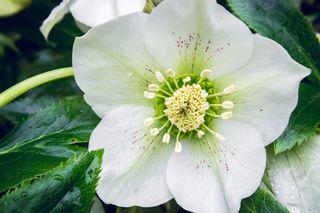 Christmas rose or Helleborus niger: Winter care tips for a hardy bloomer