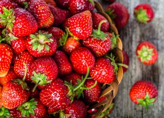 Record du monde : cette fraise fait le poids d'un coeur humain !