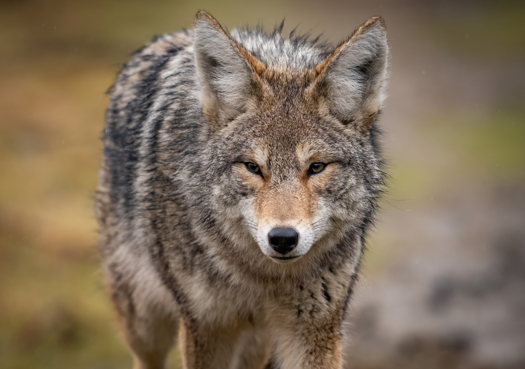 Chupacabras, Meteored, Chile Chupacabras, Meteored, Chile